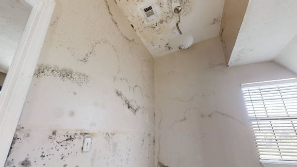 Best Real Estate Mold Inspection  in Minnetonka, MN