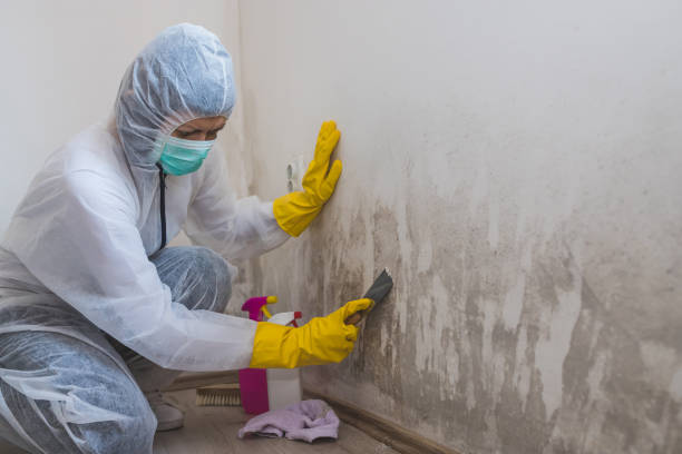 Professional Mold Removal in Minnetonka, MN