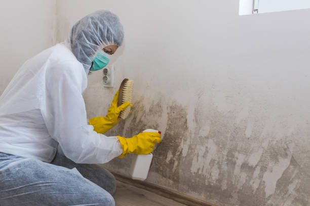 Biohazard Mold Removal in Minnetonka, MN