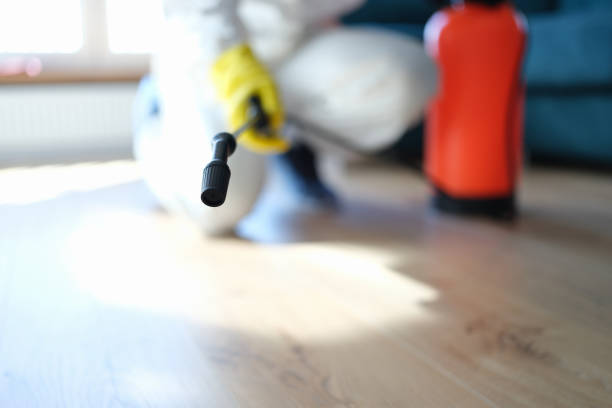 Best Basement Mold Removal  in Minnetonka, MN