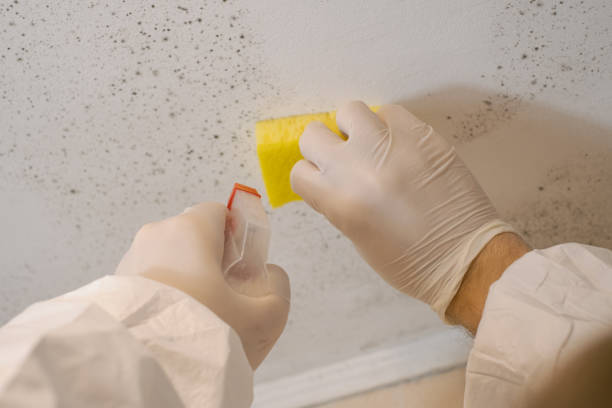 Best Mold Odor Removal Services  in Minnetonka, MN