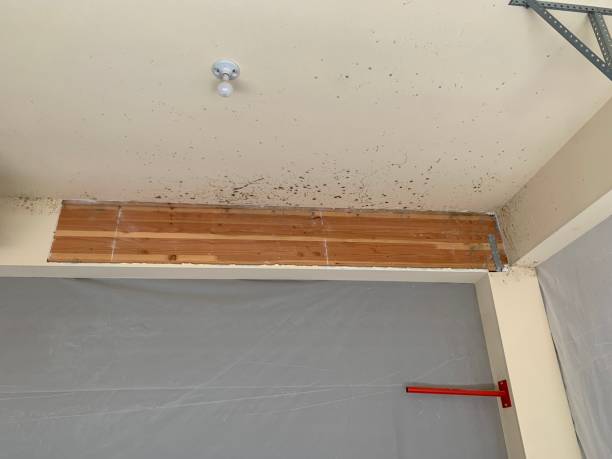 Mold Remediation for Vacation Homes in Minnetonka, MN